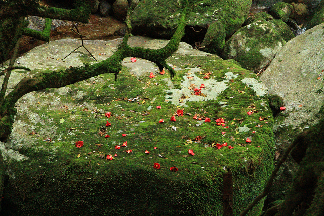 http://greenmessenger-yakushima.com/blog/resize1030.jpg