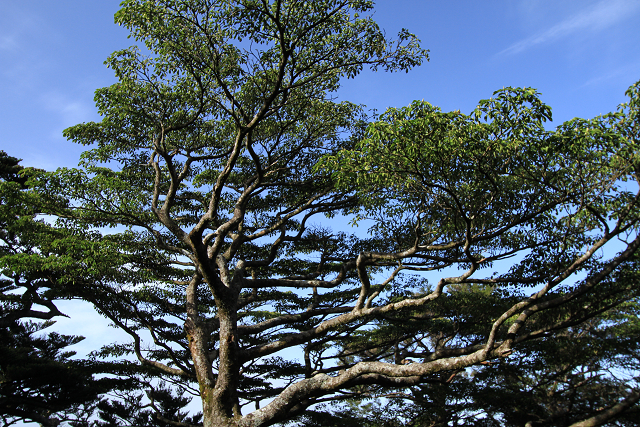 http://greenmessenger-yakushima.com/blog/resize1034.jpg