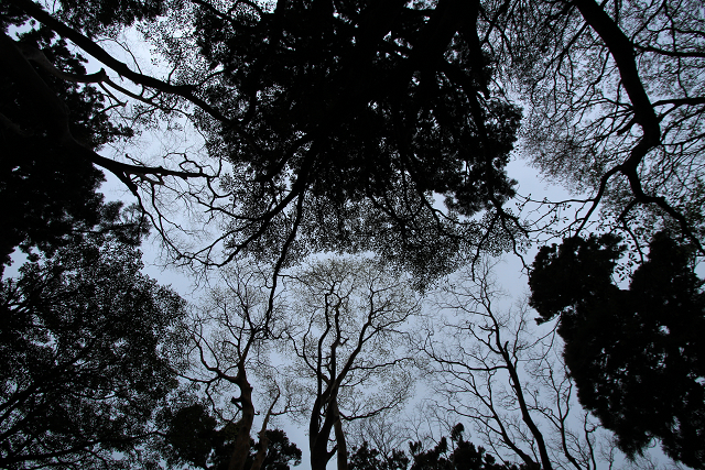 http://greenmessenger-yakushima.com/blog/resize1044.jpg