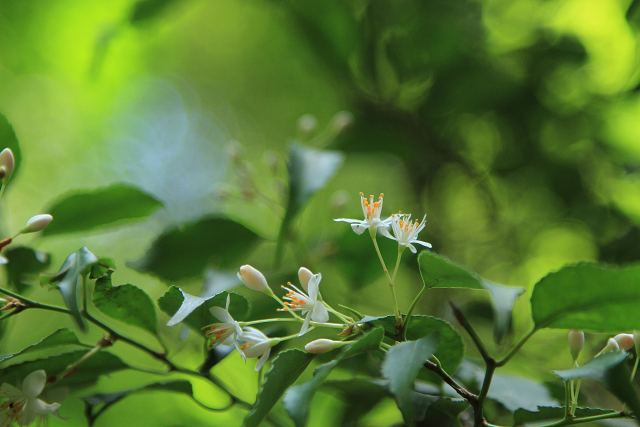 http://greenmessenger-yakushima.com/blog/resize1045.jpg