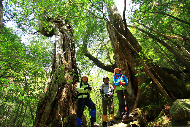 http://greenmessenger-yakushima.com/blog/resize1046.jpg