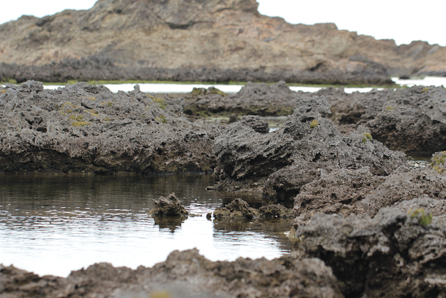 http://greenmessenger-yakushima.com/blog/resize1071.jpg