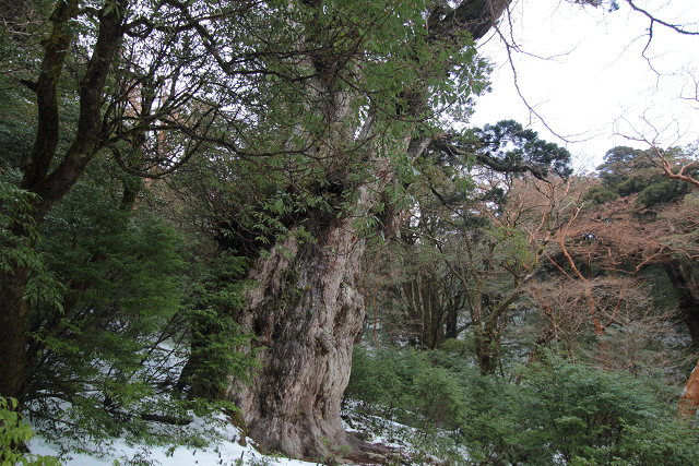 http://greenmessenger-yakushima.com/blog/resize1075.jpg