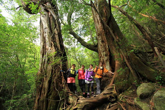 http://greenmessenger-yakushima.com/blog/resize1078.jpg