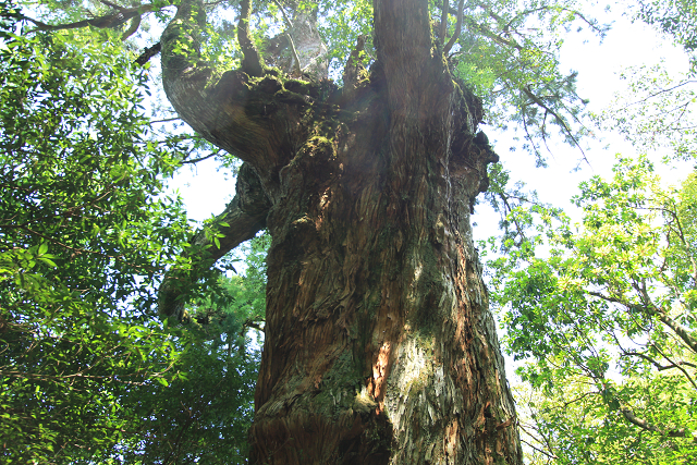 http://greenmessenger-yakushima.com/blog/resize1084.jpg