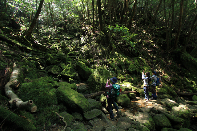 http://greenmessenger-yakushima.com/blog/resize1094.jpg