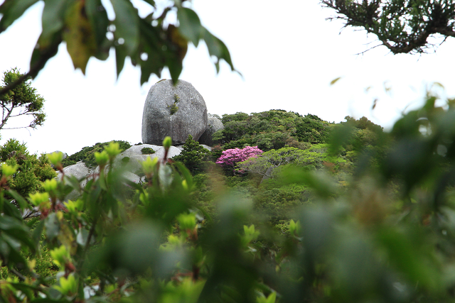 http://greenmessenger-yakushima.com/blog/resize1103.jpg