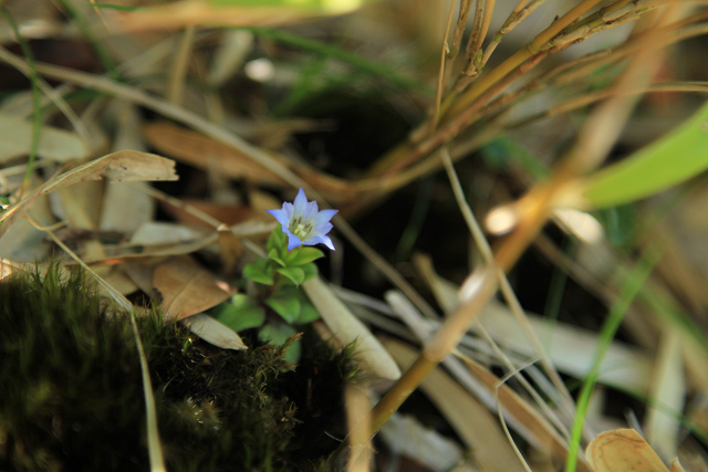 http://greenmessenger-yakushima.com/blog/resize1141.jpg