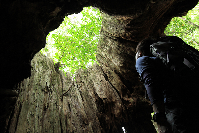 http://greenmessenger-yakushima.com/blog/resize1143.jpg