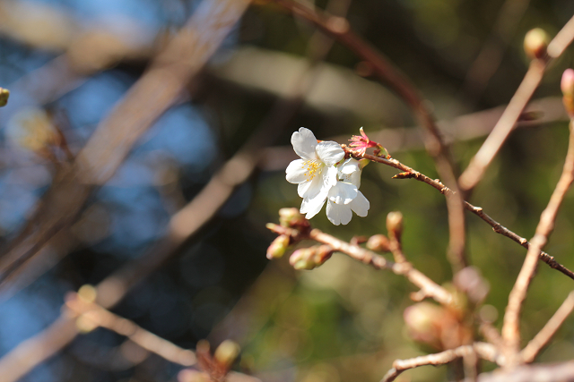 http://greenmessenger-yakushima.com/blog/resize1144.jpg