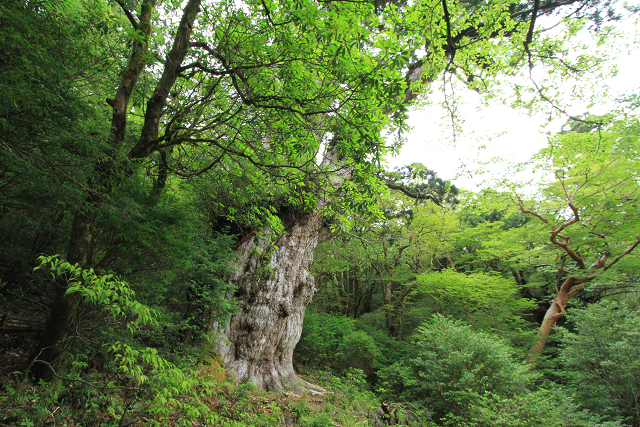 http://greenmessenger-yakushima.com/blog/resize1146.jpg