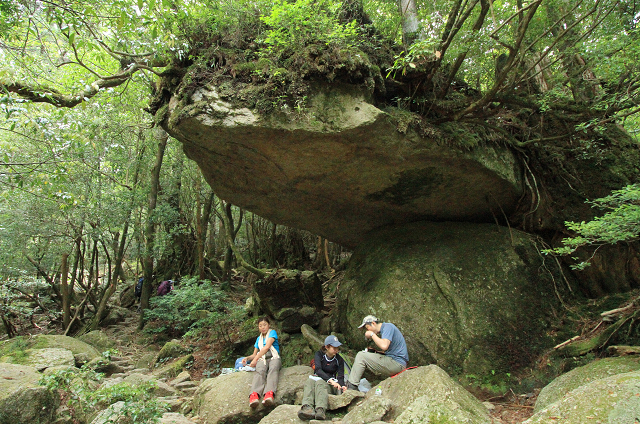 http://greenmessenger-yakushima.com/blog/resize1165.jpg