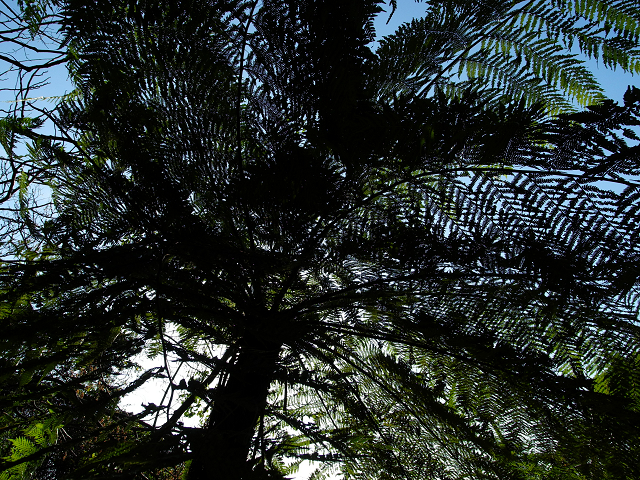 http://greenmessenger-yakushima.com/blog/resize1177.jpg