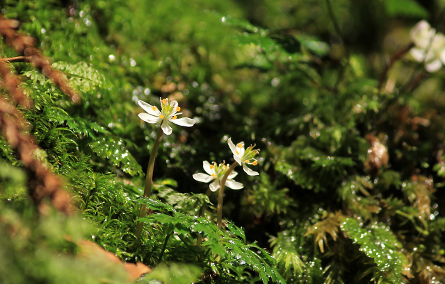 http://greenmessenger-yakushima.com/blog/resize1178.jpg