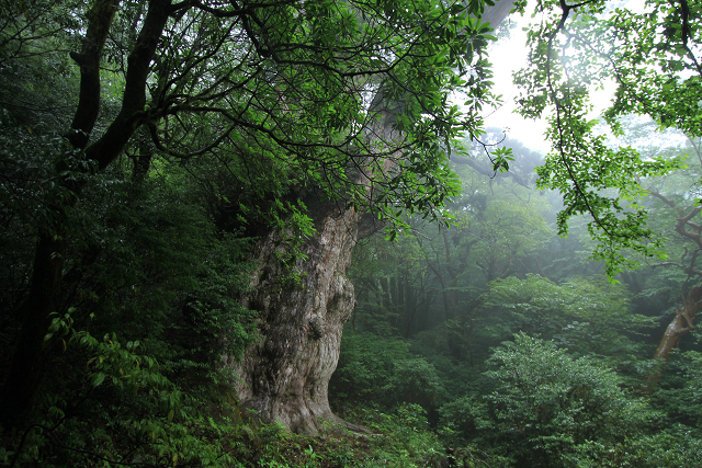 http://greenmessenger-yakushima.com/blog/resize1180.jpg