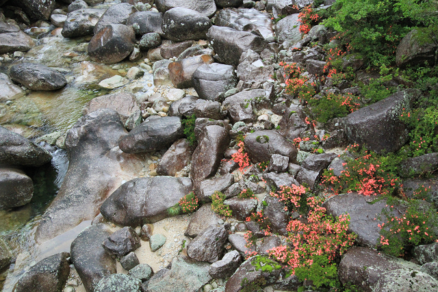 http://greenmessenger-yakushima.com/blog/resize1188.jpg