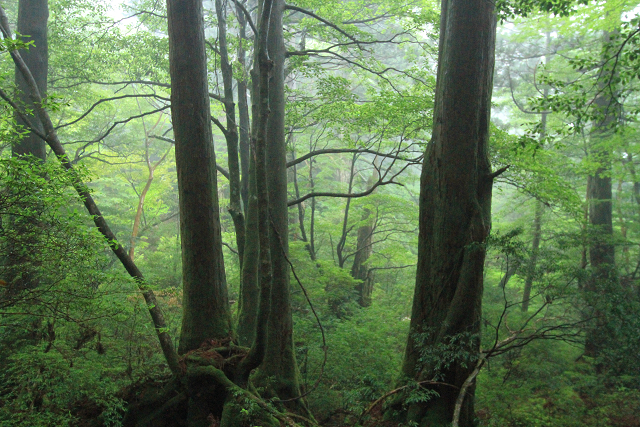 http://greenmessenger-yakushima.com/blog/resize1192.jpg