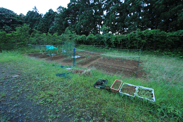 http://greenmessenger-yakushima.com/blog/resize1193.jpg