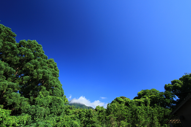 http://greenmessenger-yakushima.com/blog/resize1202.jpg