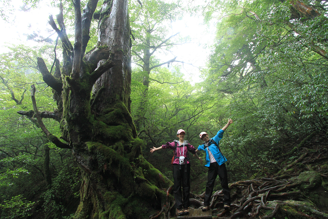 http://greenmessenger-yakushima.com/blog/resize1210.jpg