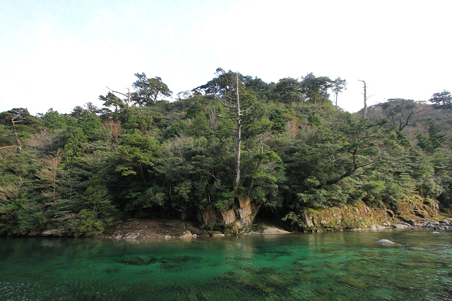 http://greenmessenger-yakushima.com/blog/resize1235.jpg