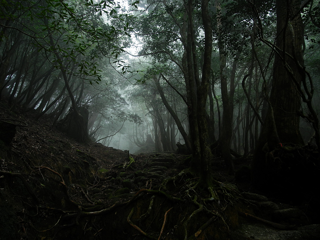 http://greenmessenger-yakushima.com/blog/resize1236.jpg