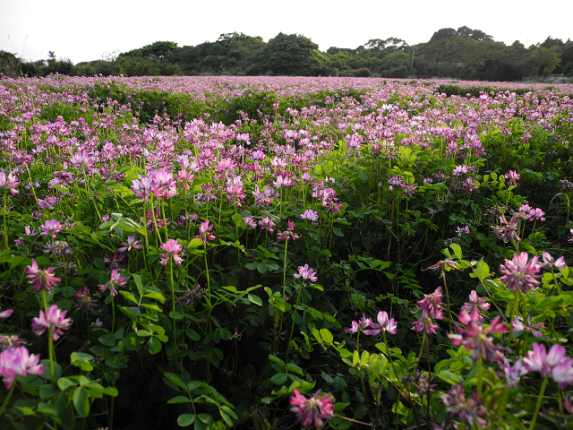 http://greenmessenger-yakushima.com/blog/resize1293.jpg