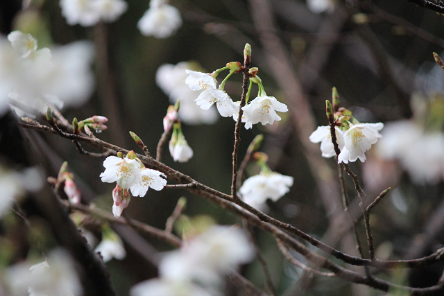 http://greenmessenger-yakushima.com/blog/sakura.jpg