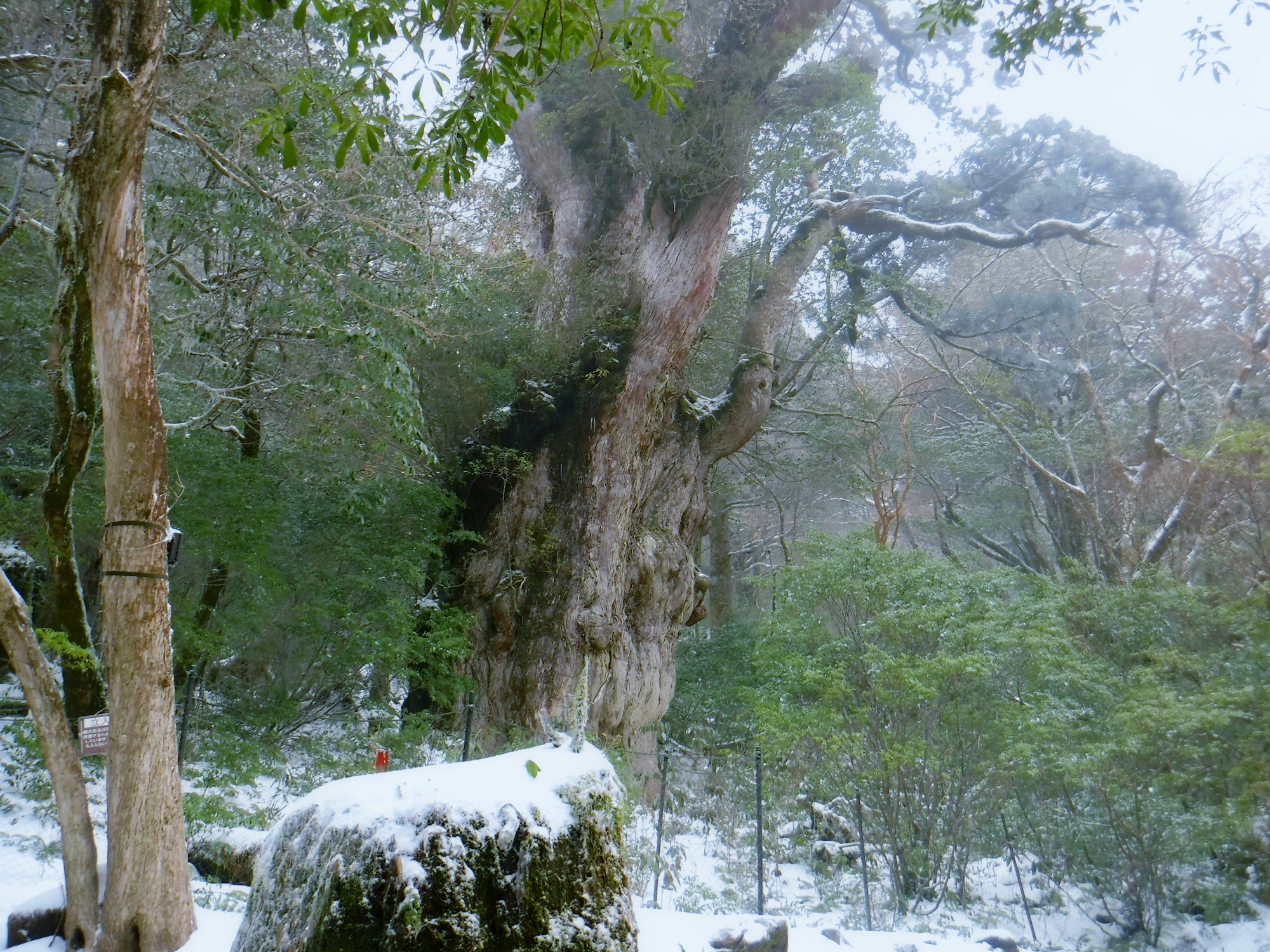 冬の縄文杉