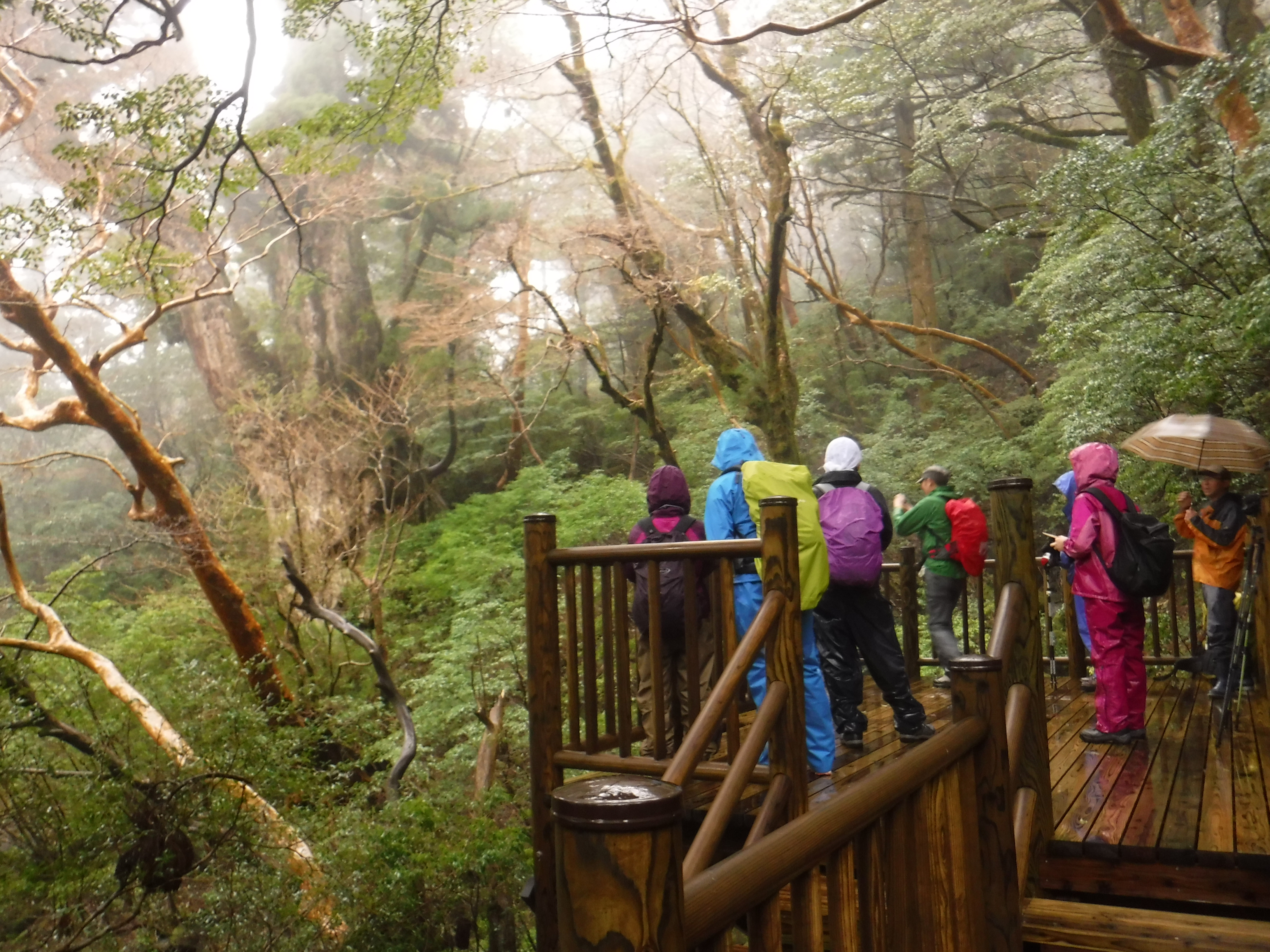 縄文杉　北展望デッキ