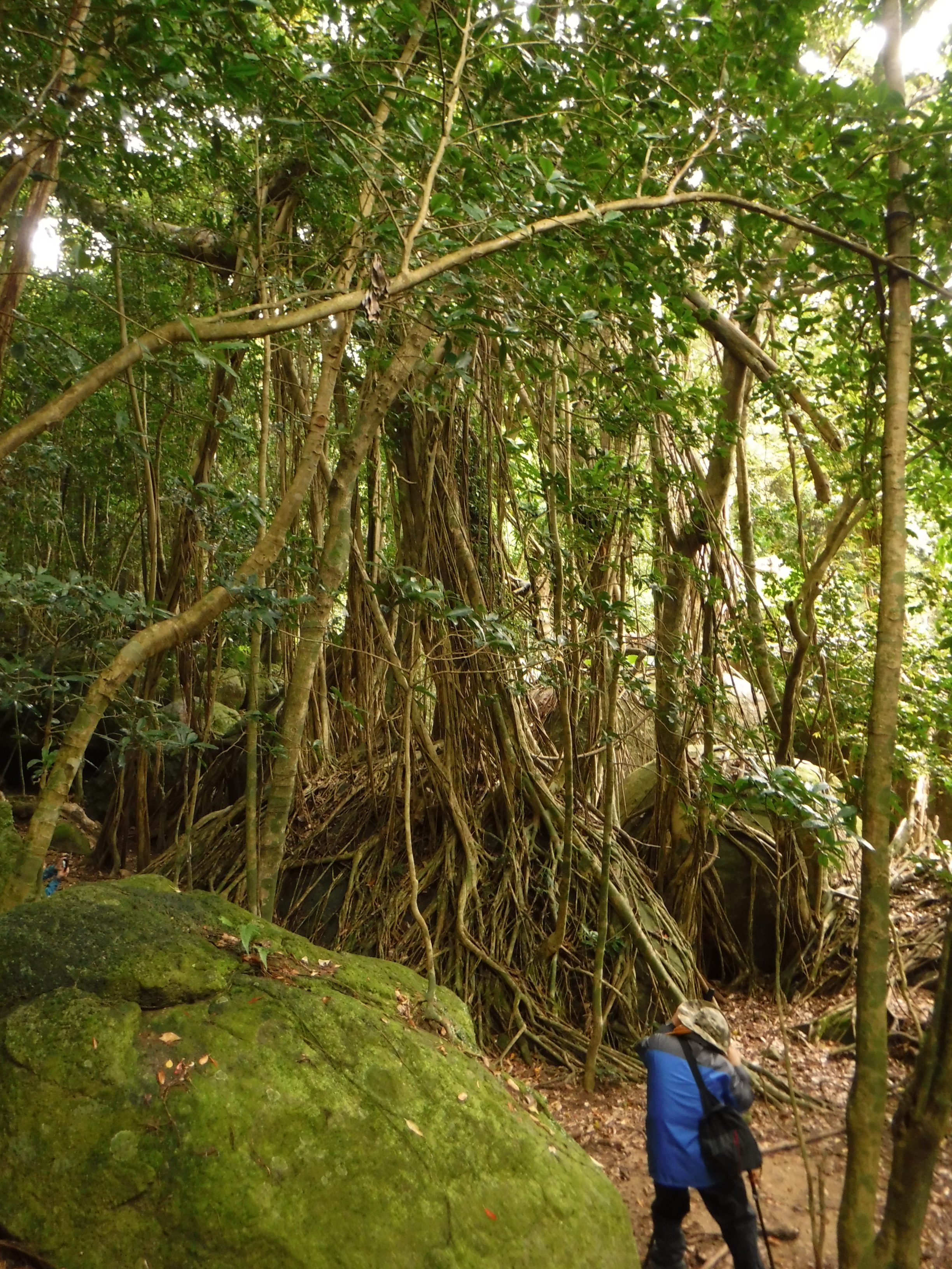 半山ガジュマル