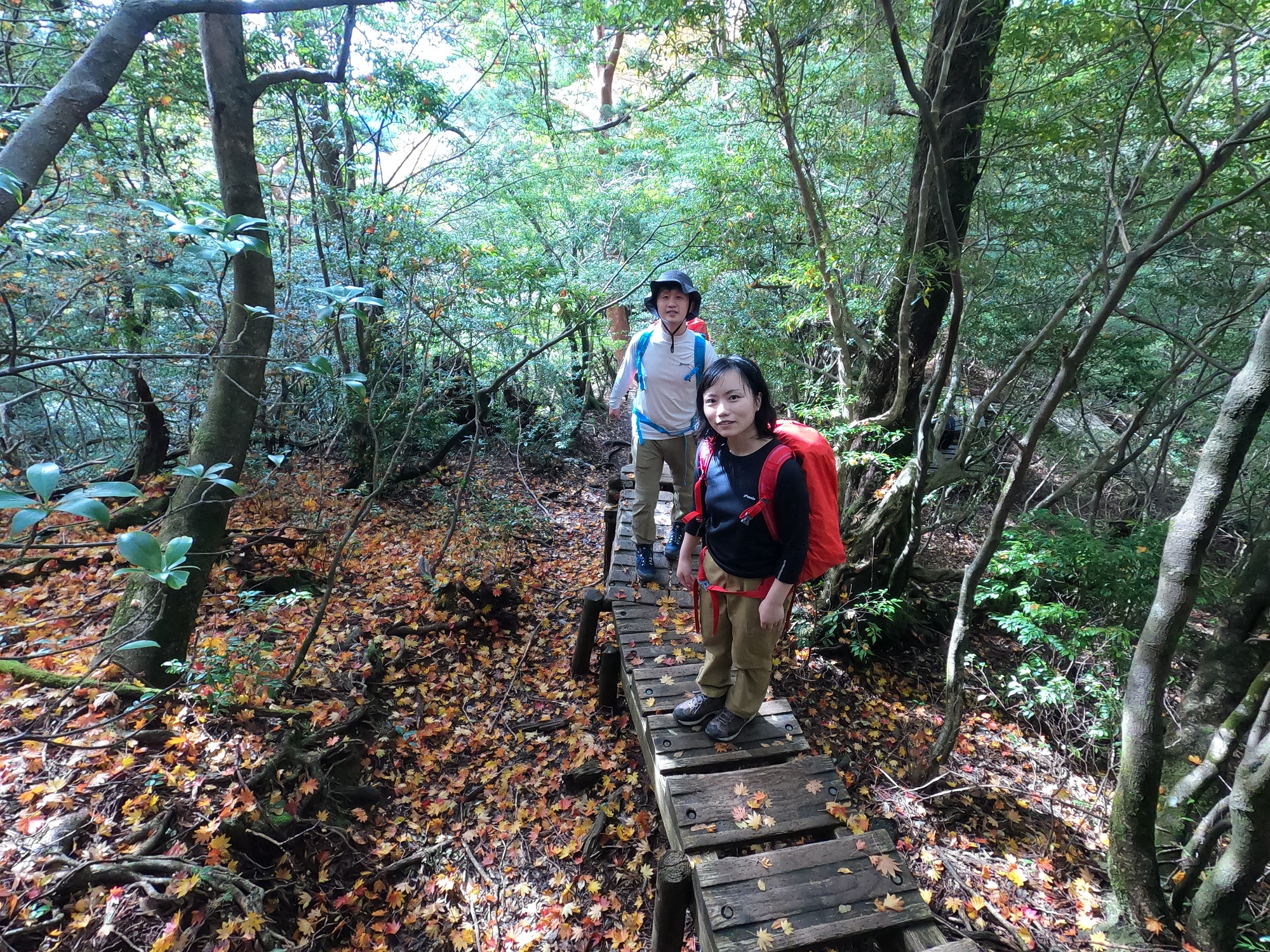 コハウチワカエデの紅葉