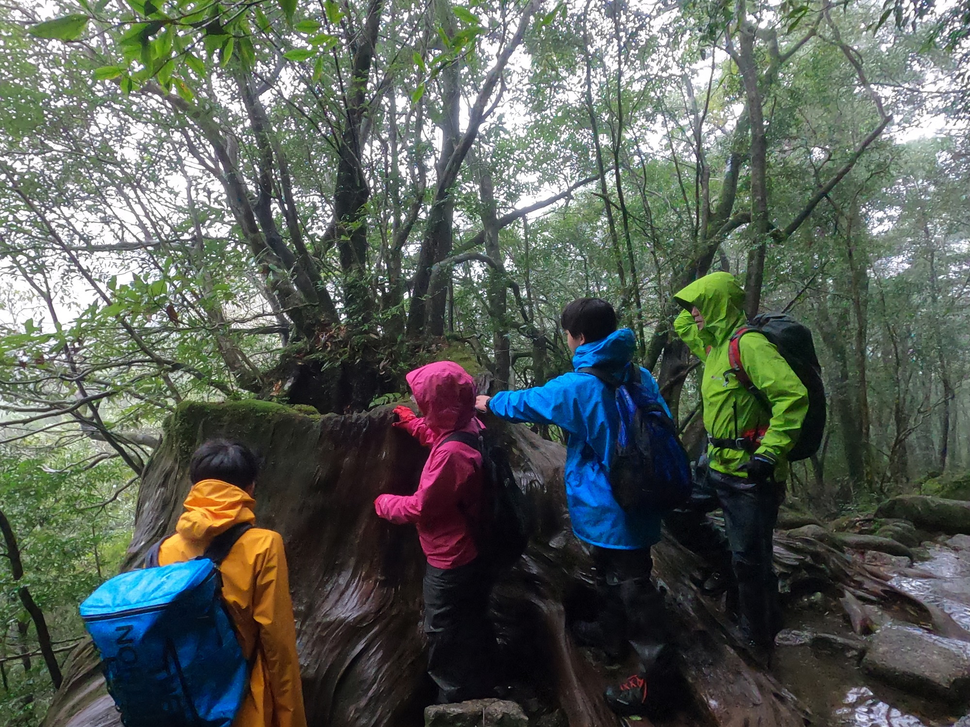 屋久杉の切り株