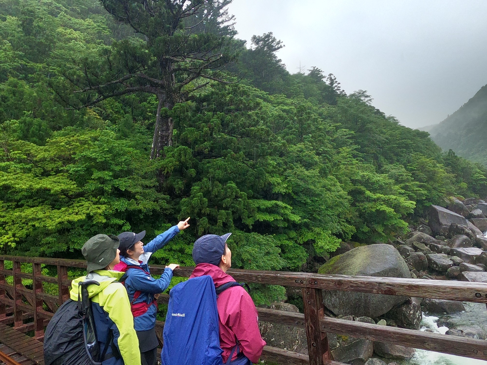トロッコ道の小杉谷橋