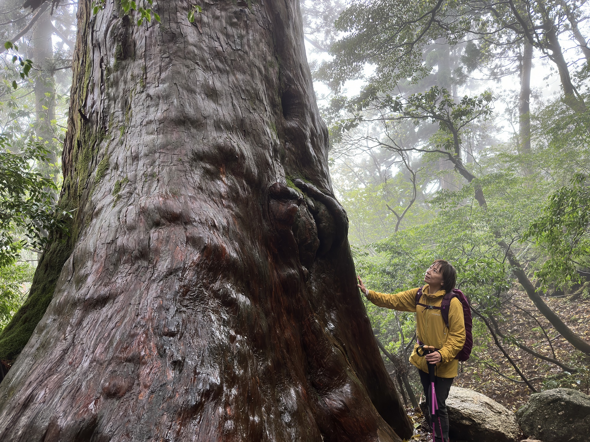 屋久杉の巨木