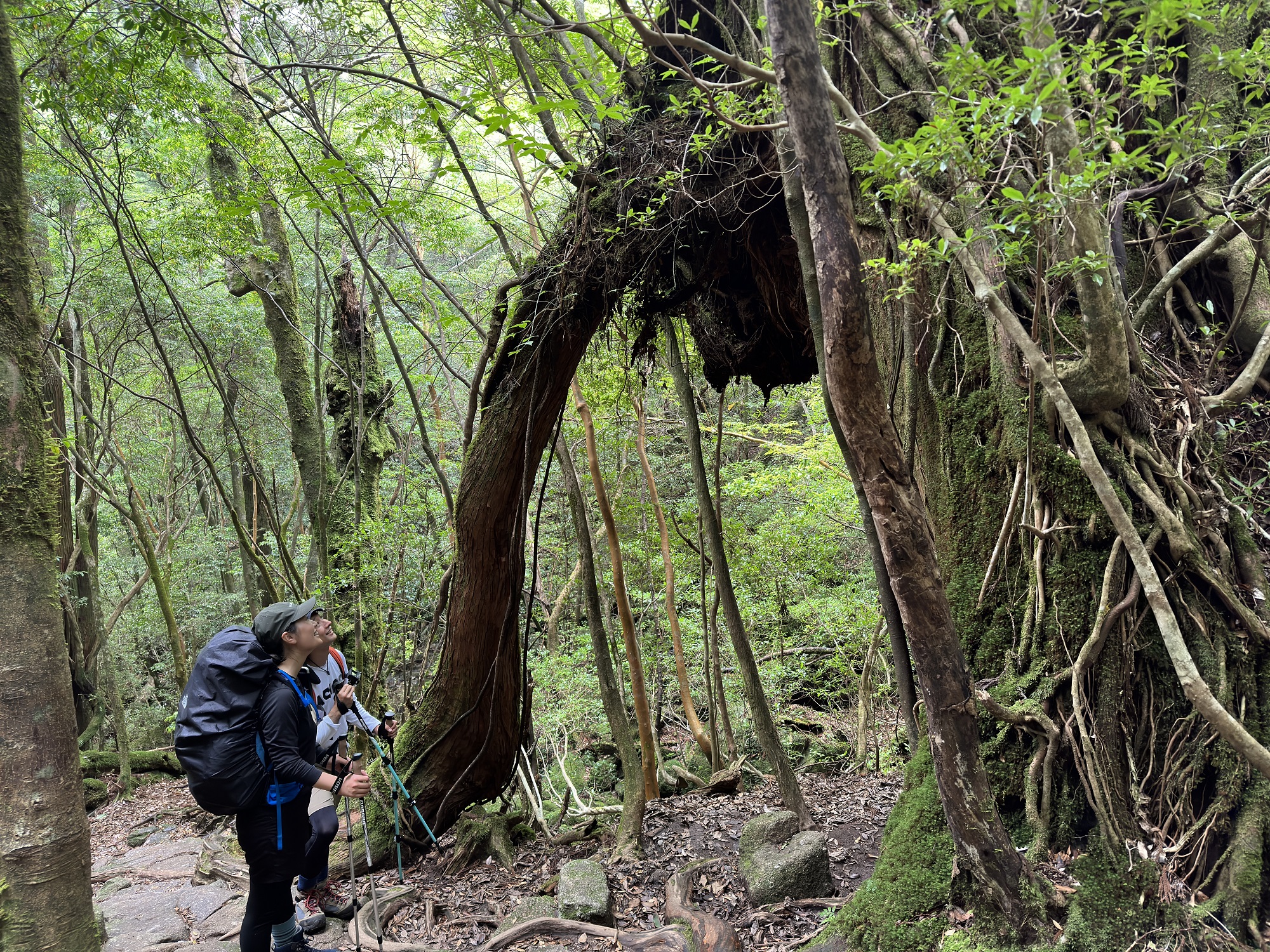 屋久杉の二代杉
