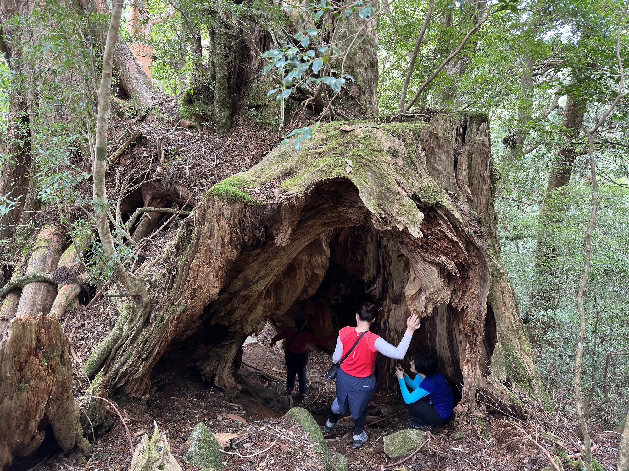 屋久杉の切り株