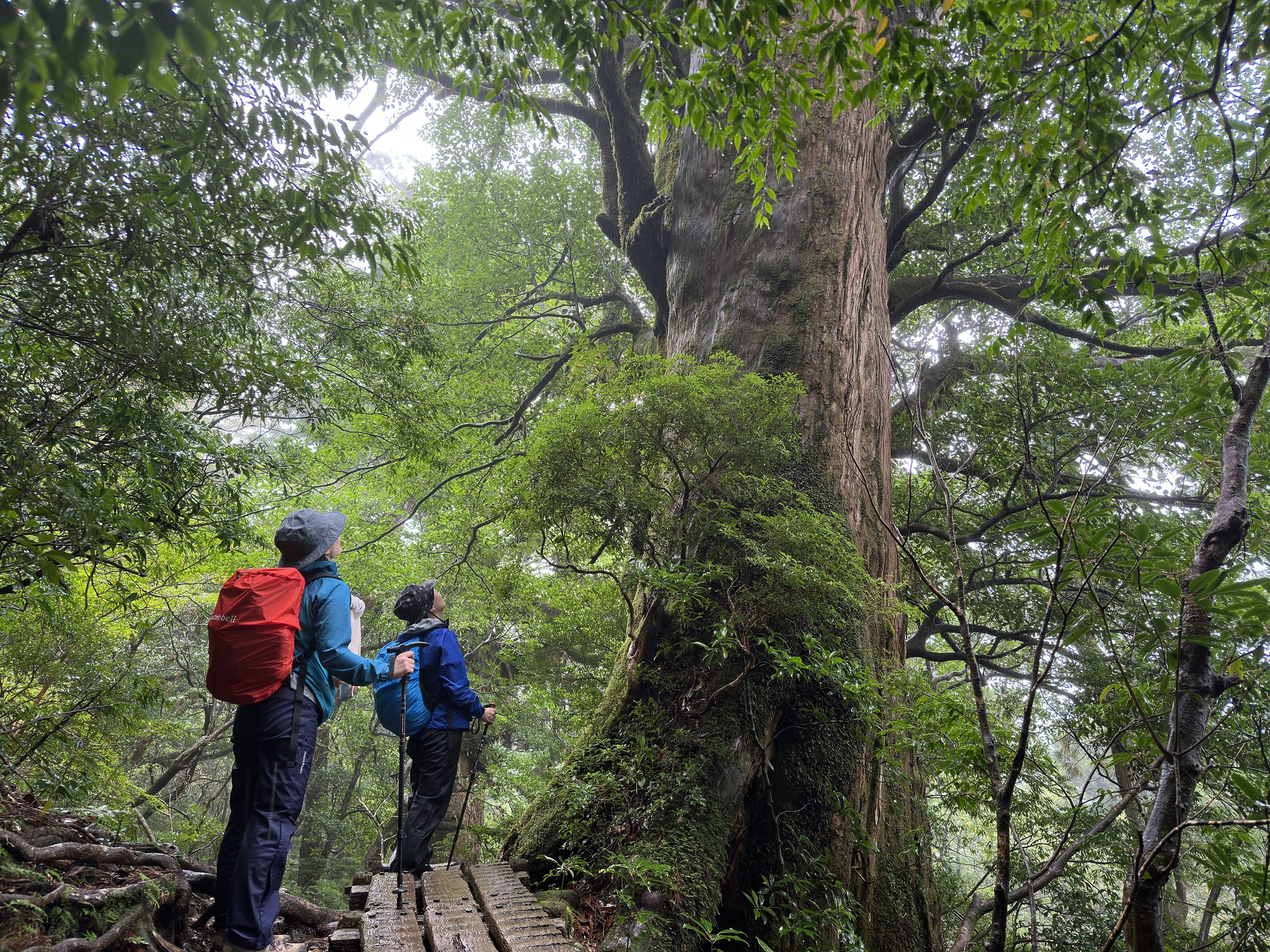 屋久杉の巨木