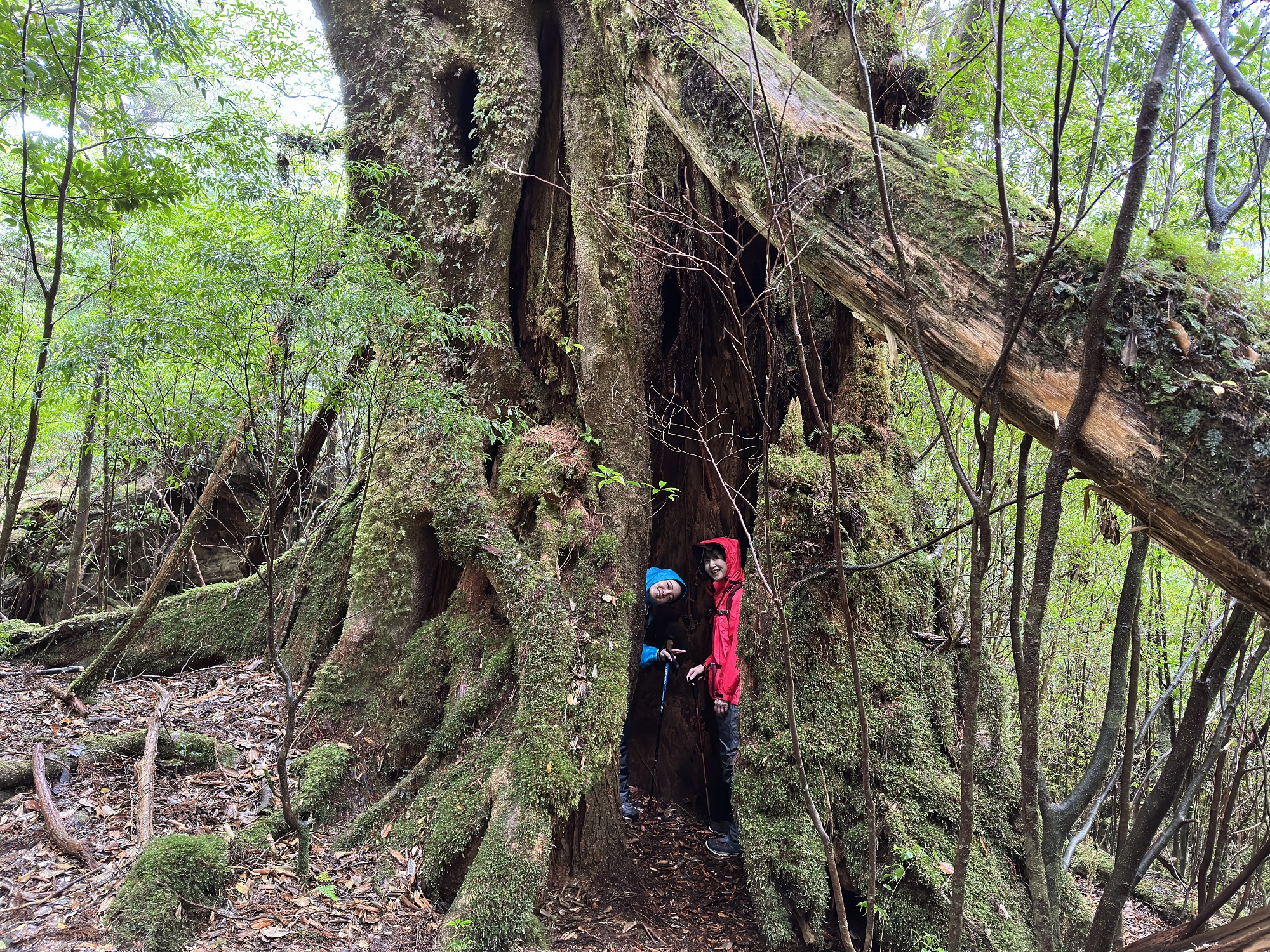 屋久杉の切り株