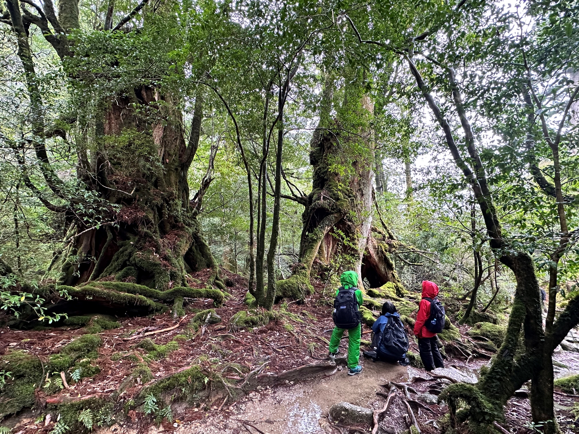 武家杉と公家杉