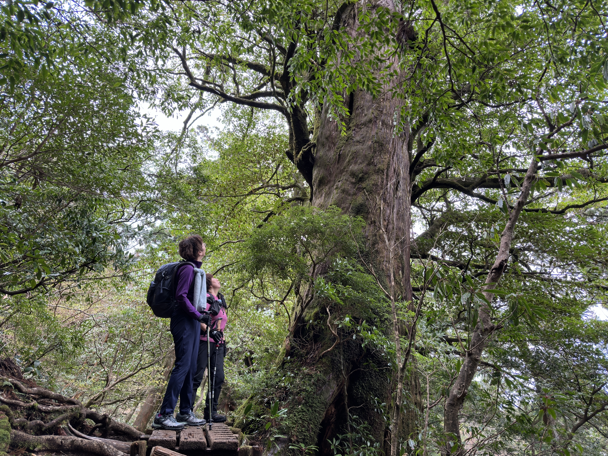 屋久杉の巨樹