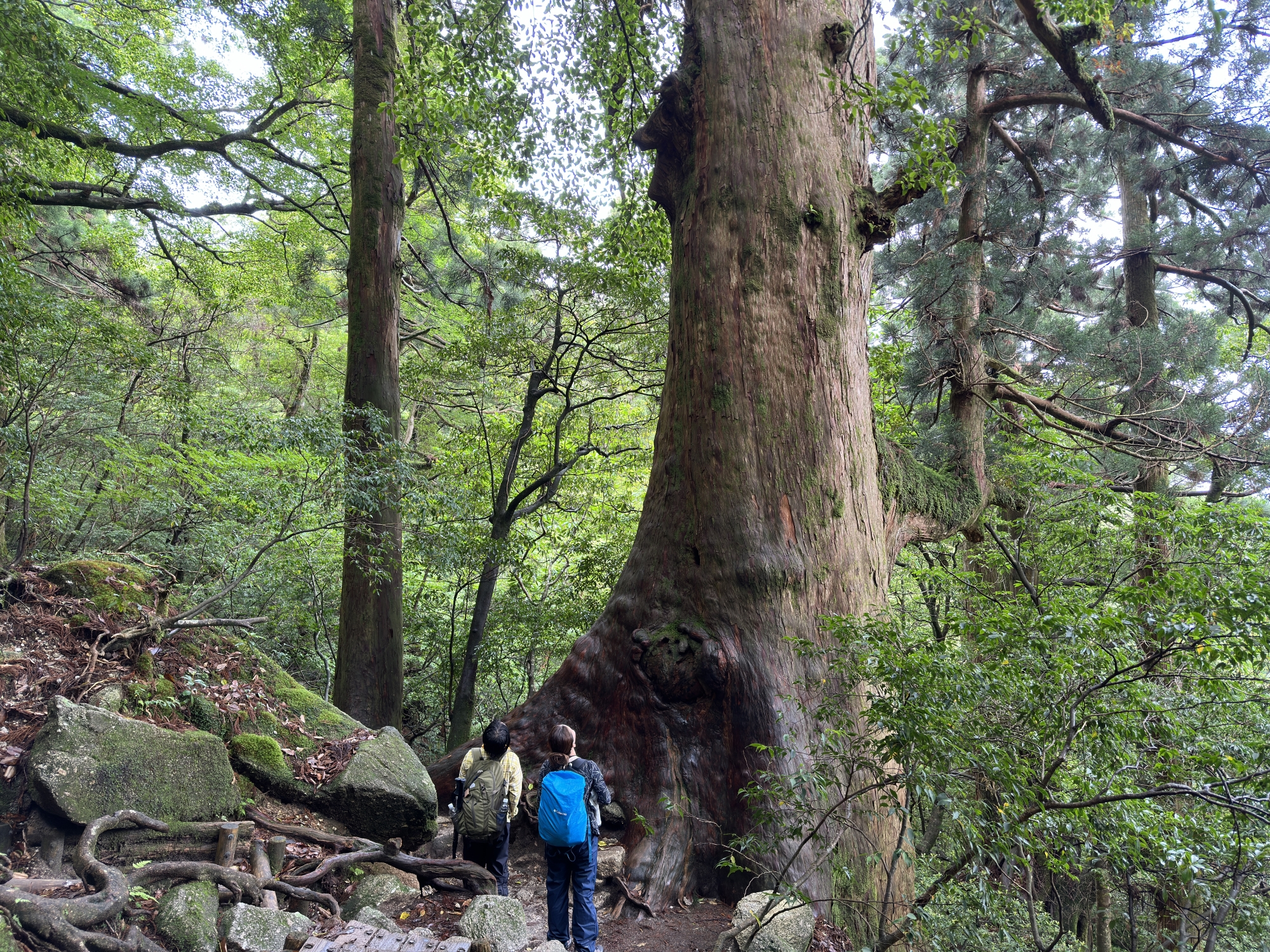 屋久杉の巨木