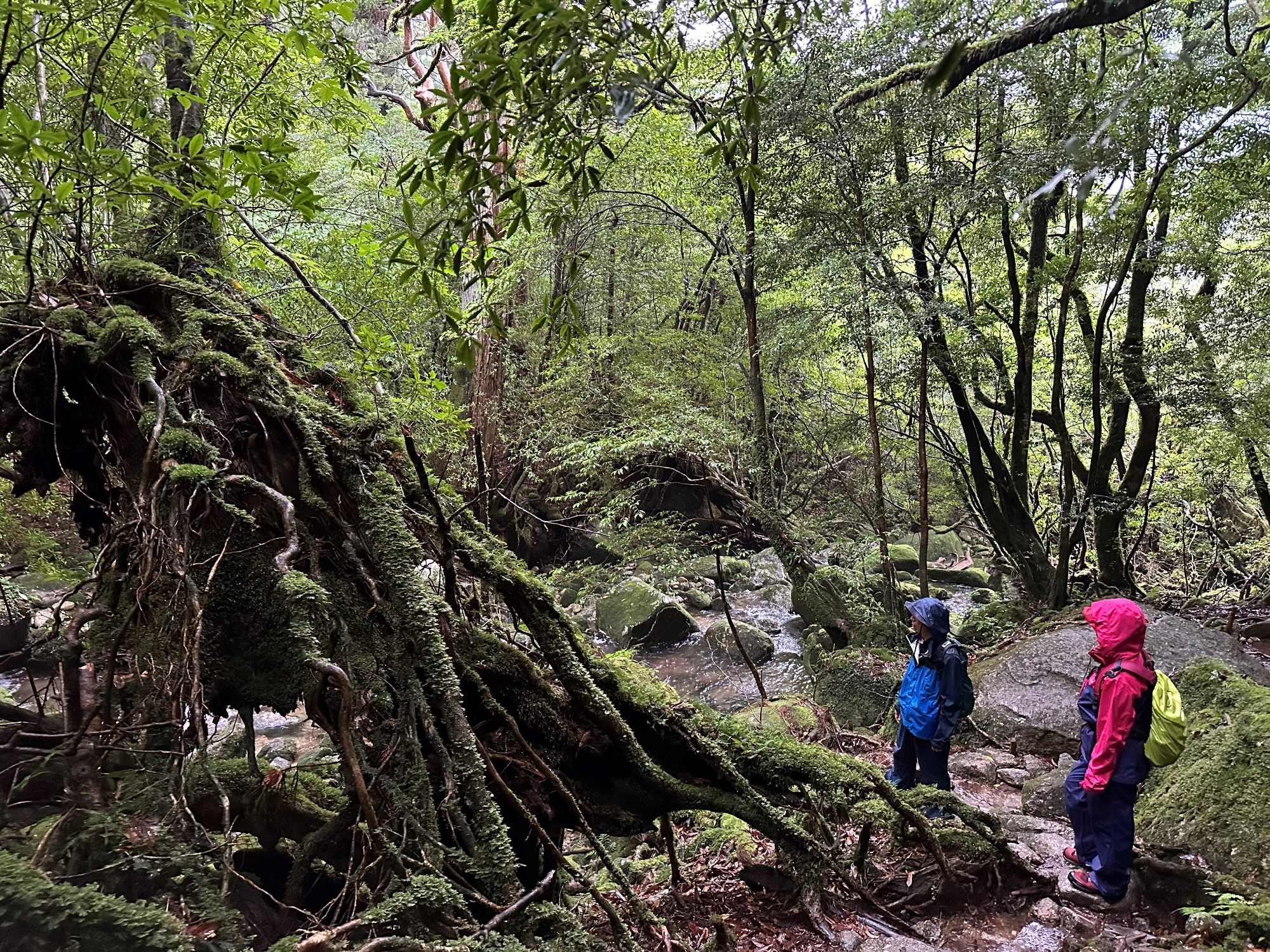 屋久杉の切り株