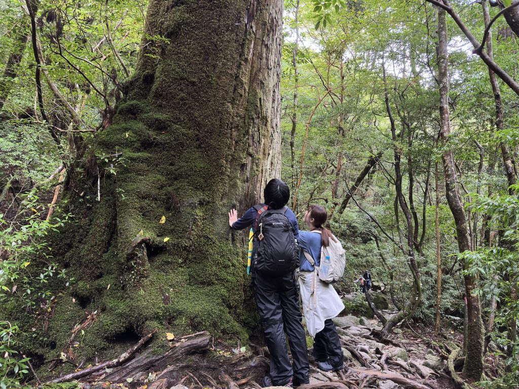 屋久杉の巨木