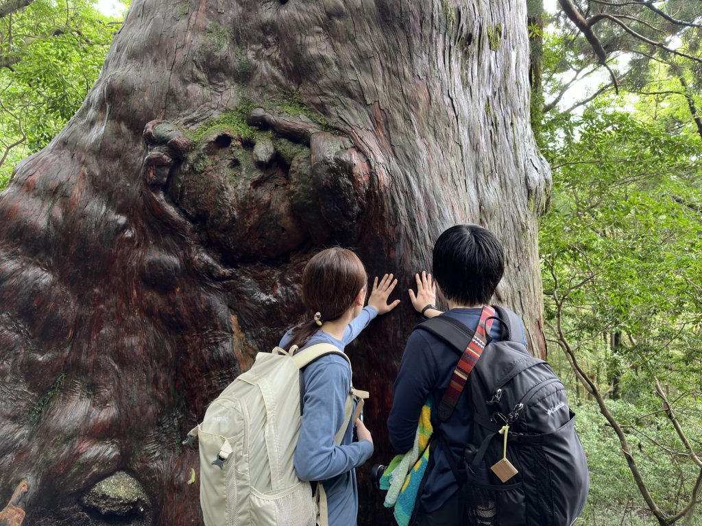 屋久杉の巨樹