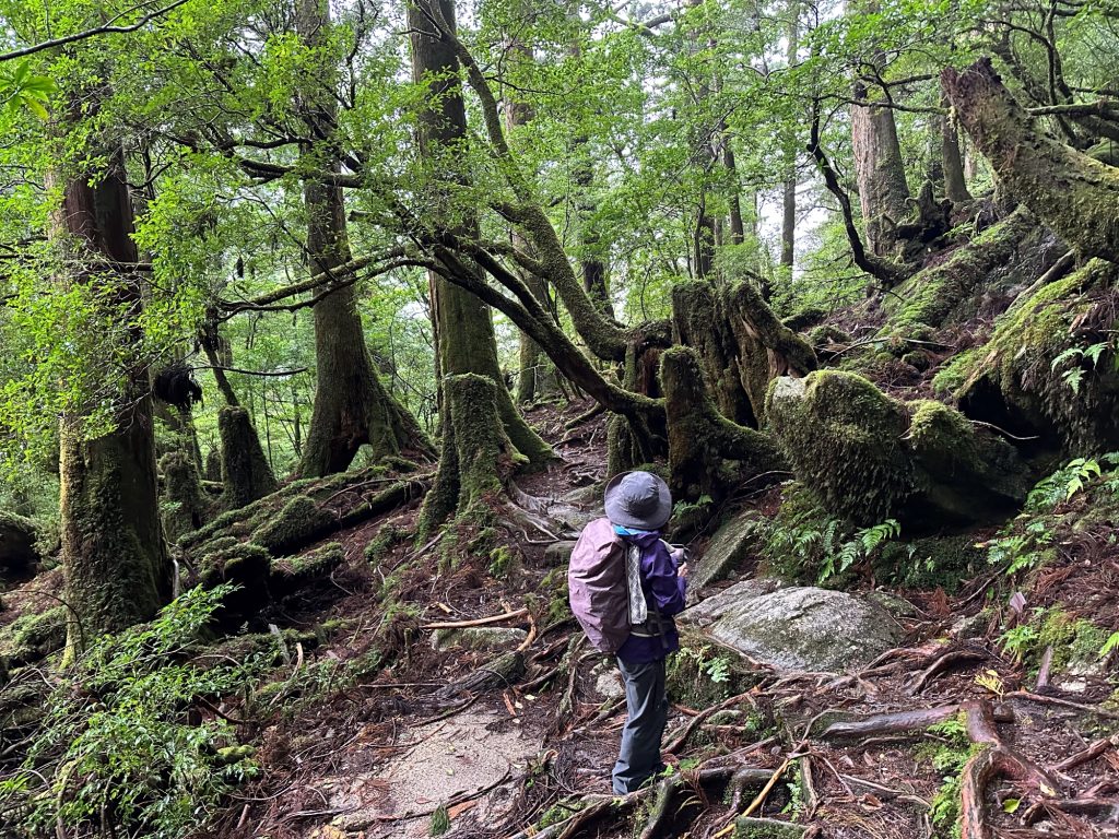 ヤクスギランド210分コース　小花山