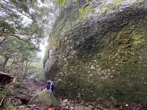 花崗岩の巨木