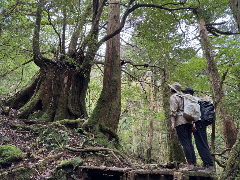 屋久杉の切り株