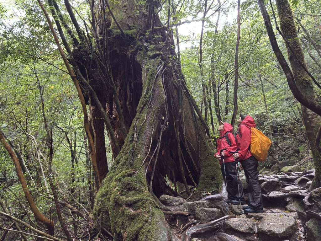 屋久杉の二代杉