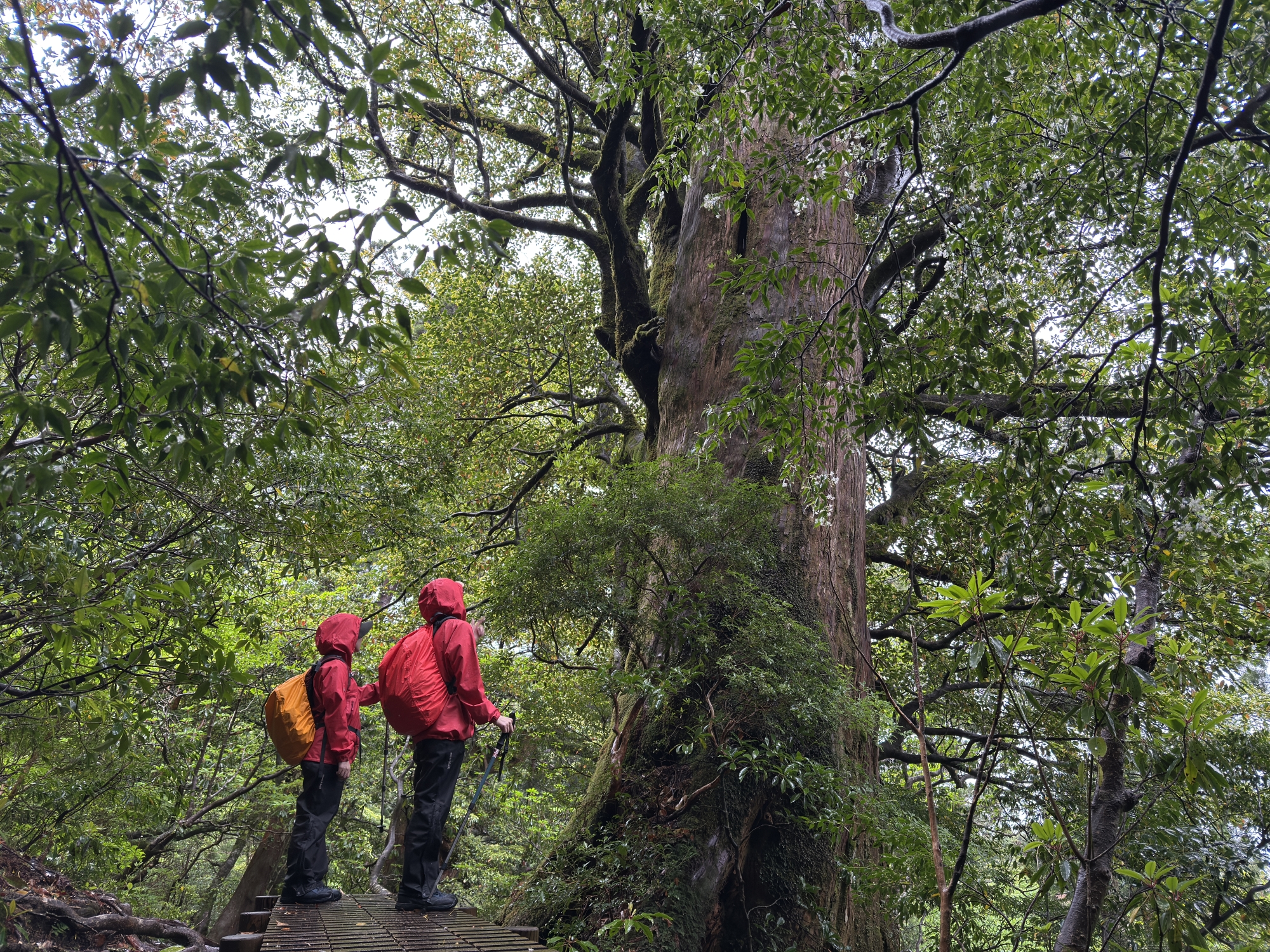 屋久杉の巨木